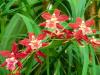 Oncidium Living Fire